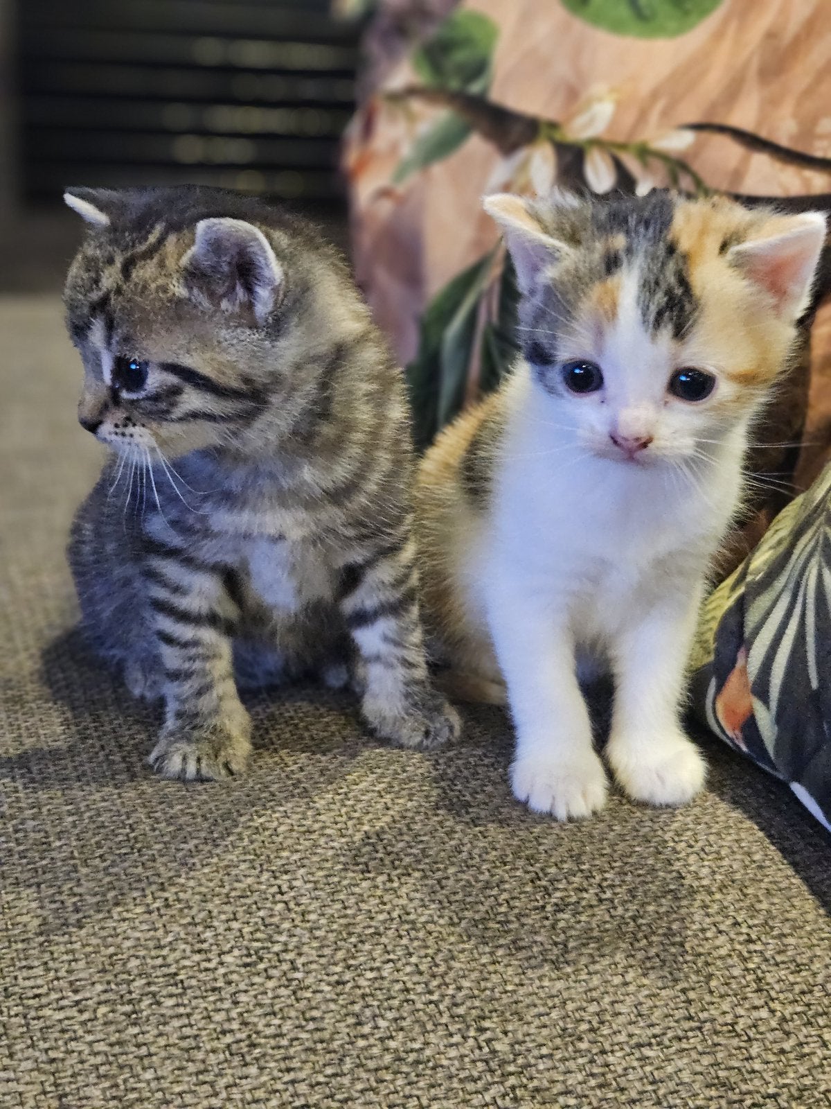 Twee prachtige kittens, Meerdere dieren, Kortharig, 0 tot 2 jaar