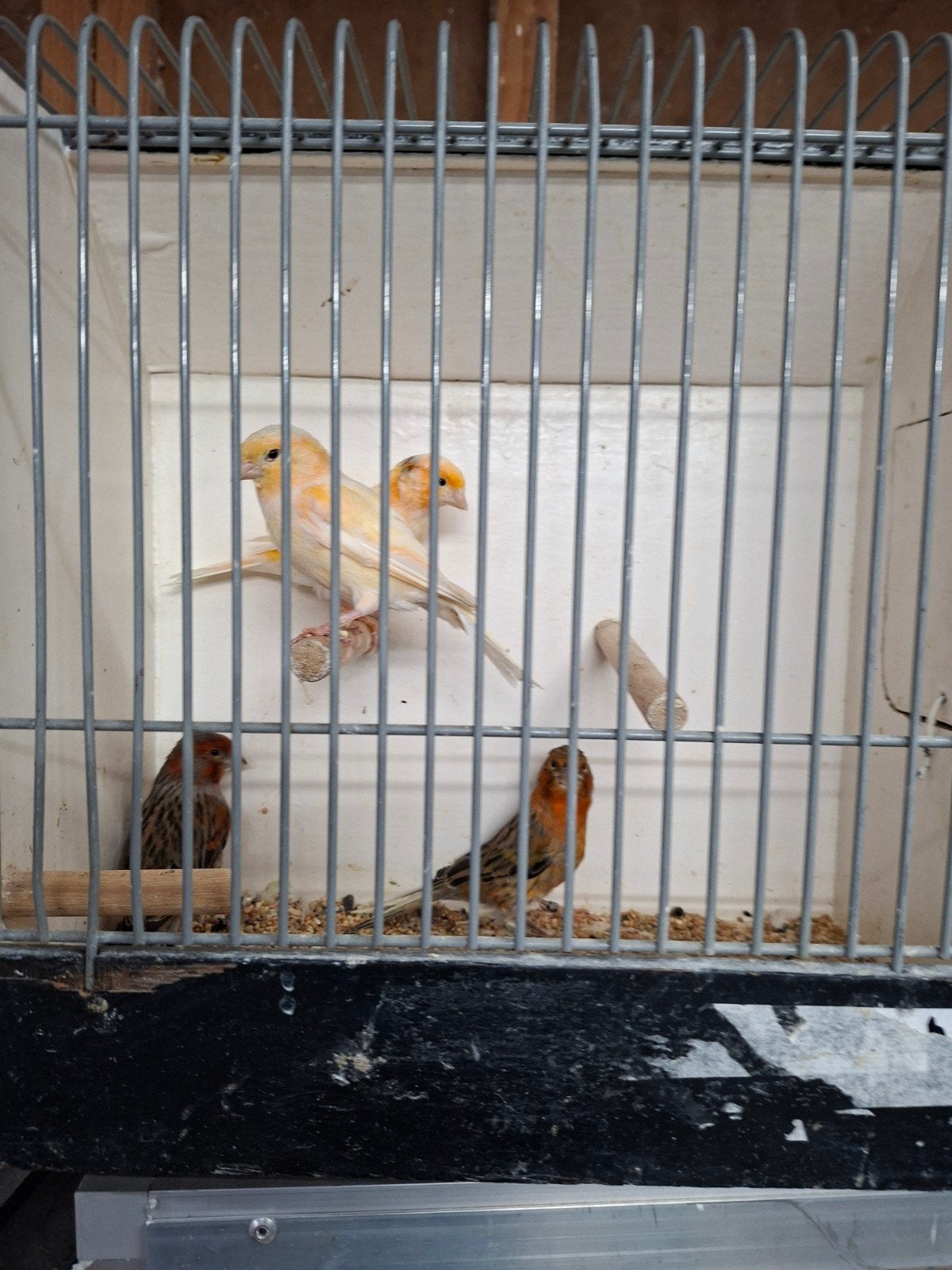 4 Harlekijn poppen, Dieren en Toebehoren, Vogels | Kanaries, Vrouwelijk, Kleurkanarie