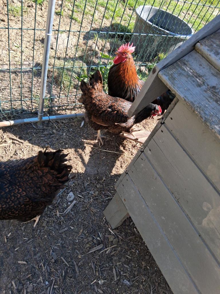 Broedeieren barnevelder, Dieren en Toebehoren, Pluimvee, Geslacht onbekend, Kip