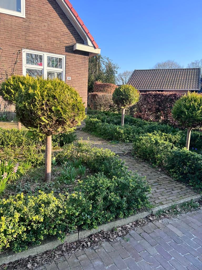 4 Coniferen bollen op stam, ca. 150 cm hoog, Volle zon, Vaste plant, Bloeit niet, Ophalen