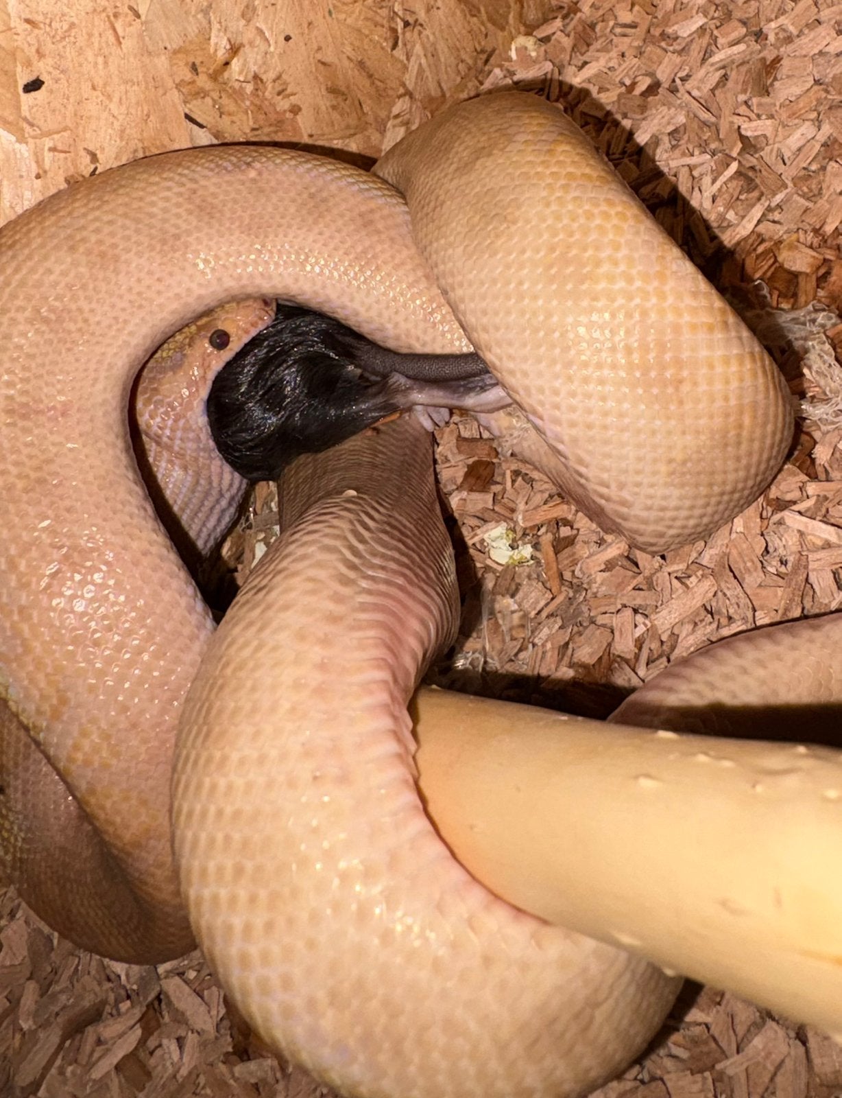 Koppel regenboog boa (epicrates cenchria) karamel, Dieren en Toebehoren, Slang, 0 tot 2 jaar