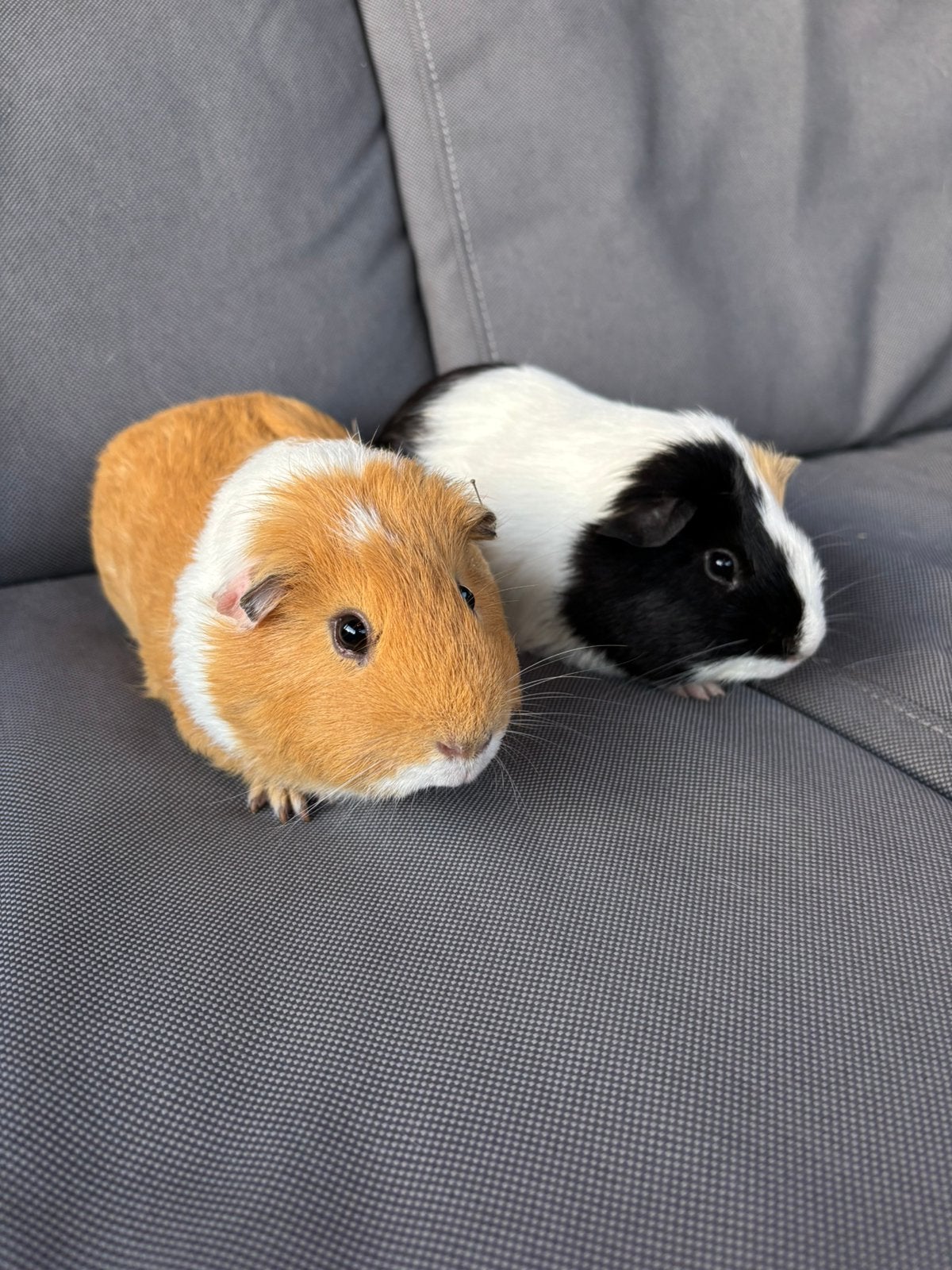 Twee tamme gladharige cavia beertjes, Cavia, Juni, Mannelijk, Tam