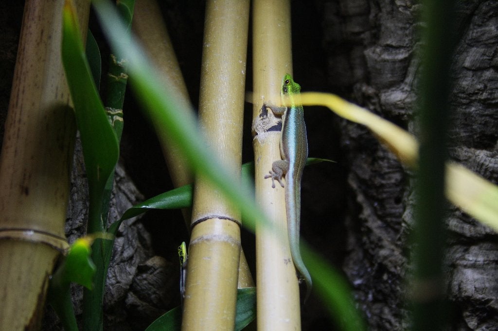Jonge Phelsuma klemmeri, Dieren en Toebehoren, Hagedis, 0 tot 2 jaar
