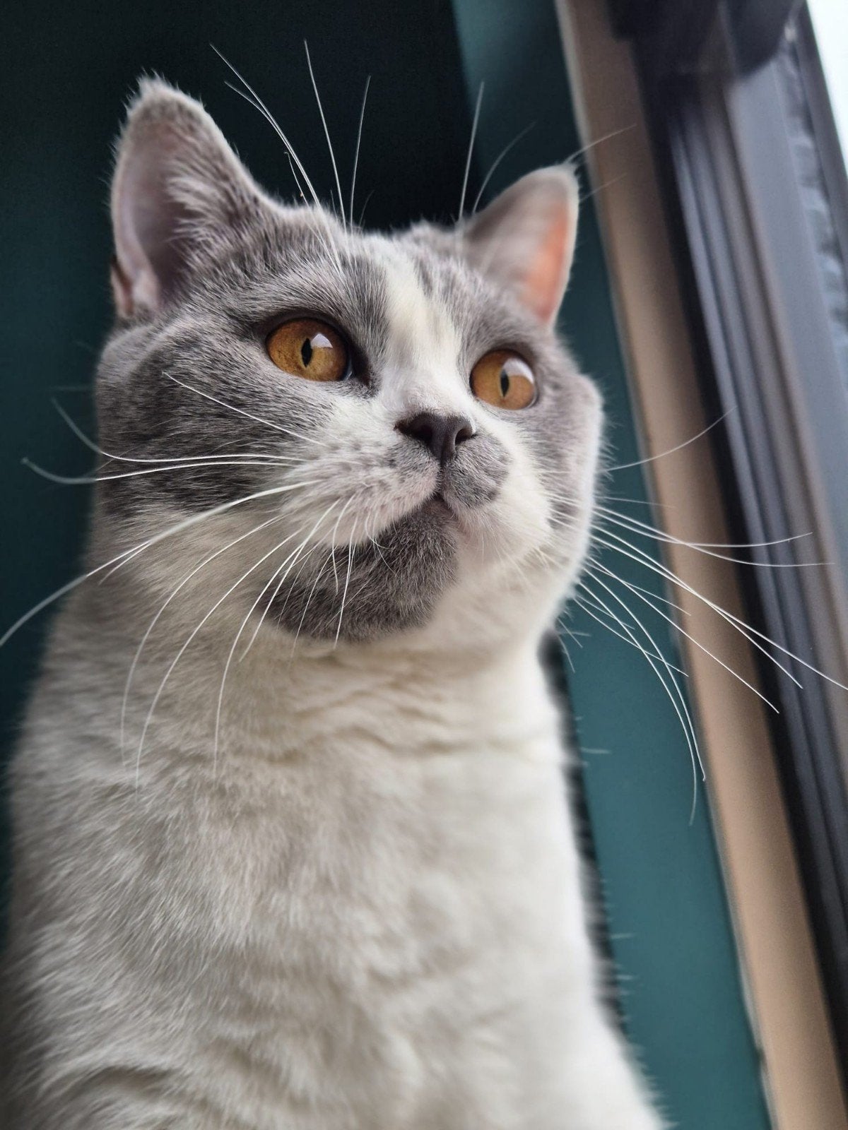 poes nima britse korthaar, Dieren en Toebehoren, 3 tot 5 jaar