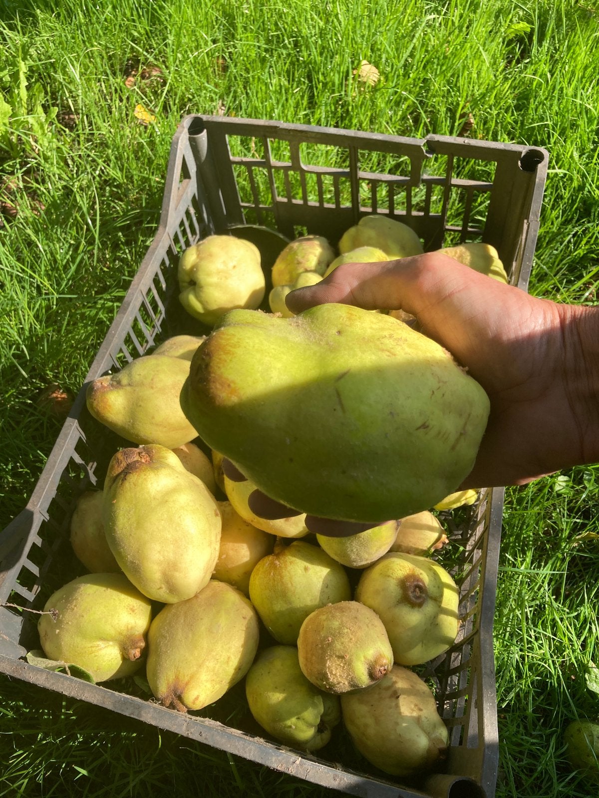 Bak verse grote kweeperen 10 euro, Ophalen, Zo goed als nieuw