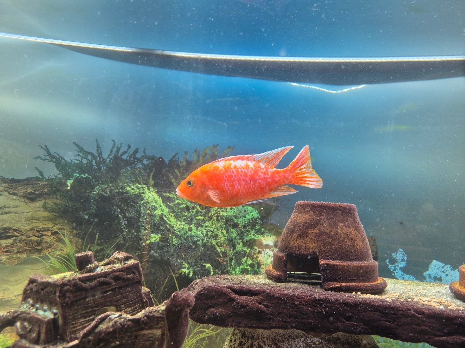 aulonocara Fire fish., Vis