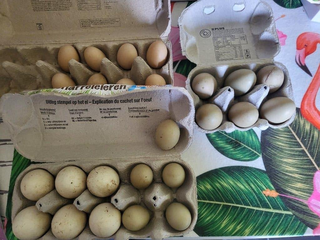 verschillende broedeieren ei siereenden eenden eendjes eend, Dieren en Toebehoren, Geslacht onbekend, Eend