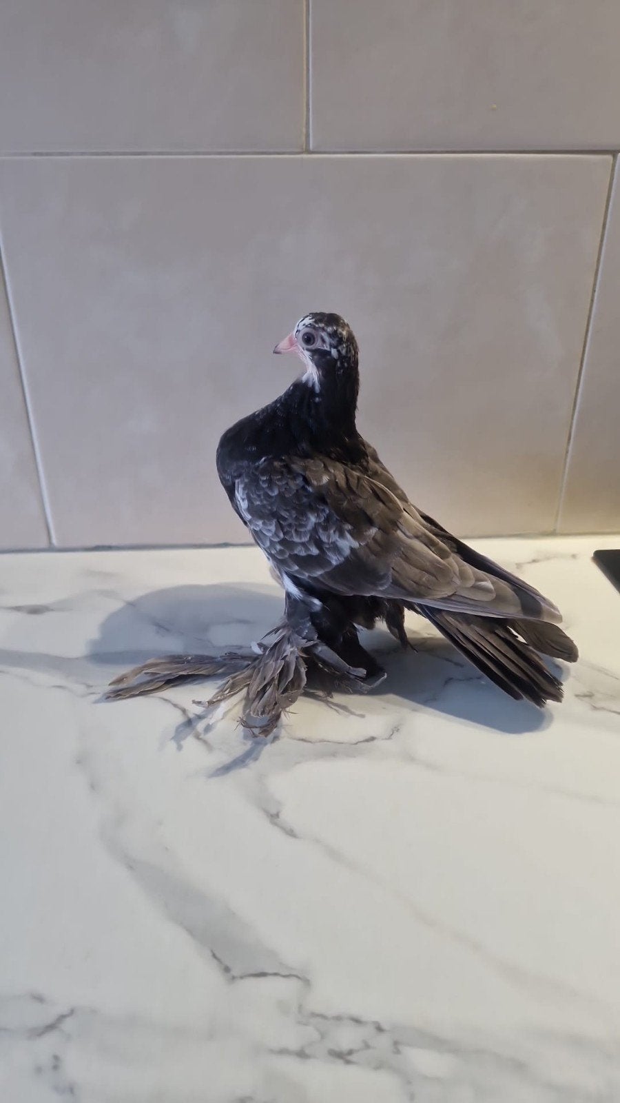 duif, Dieren en Toebehoren, Vogels | Duiven, Mannelijk