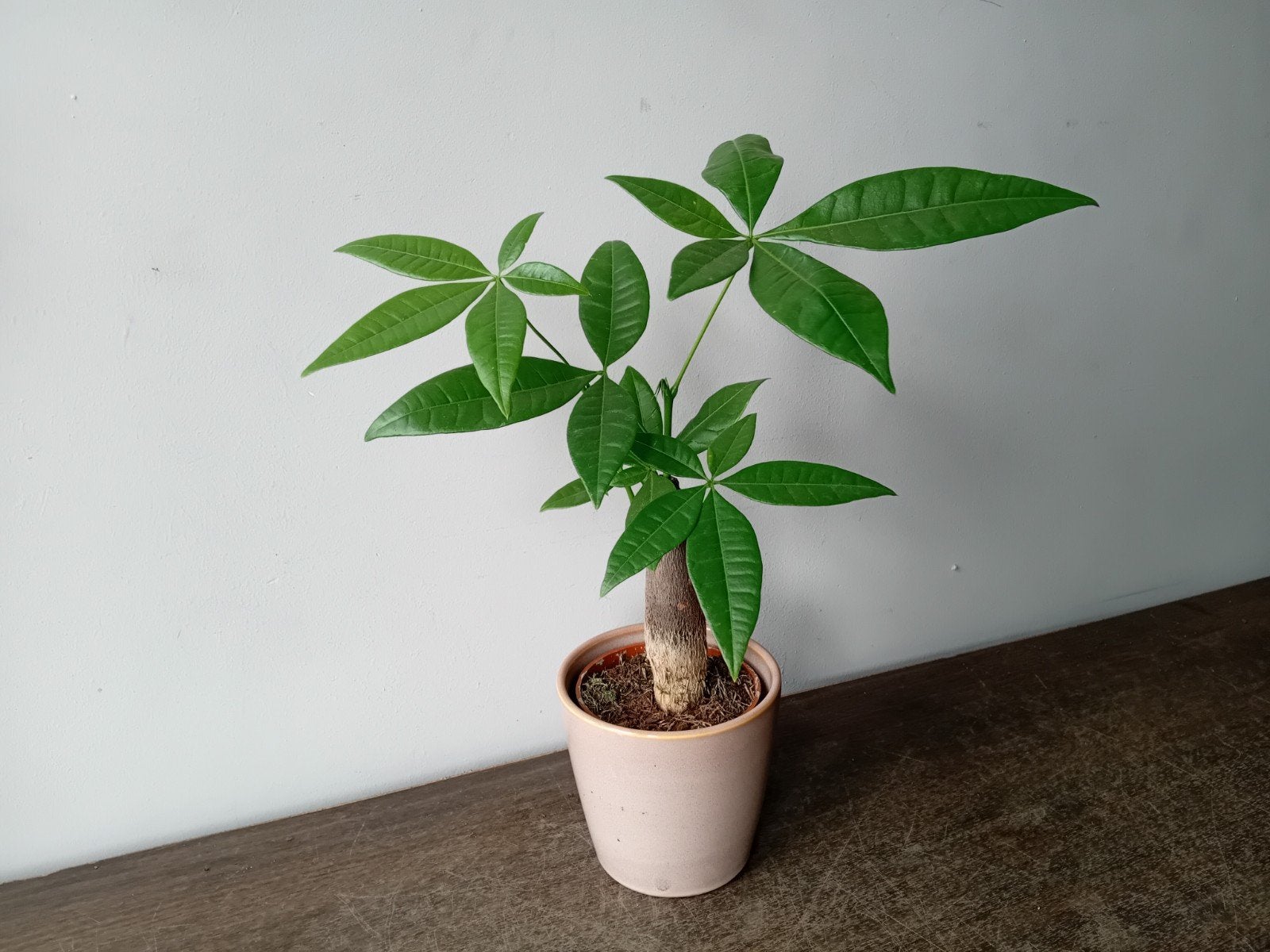 Kamerplant incl pot 30cm pachira, Ophalen, Overige soorten, Halfschaduw, In pot