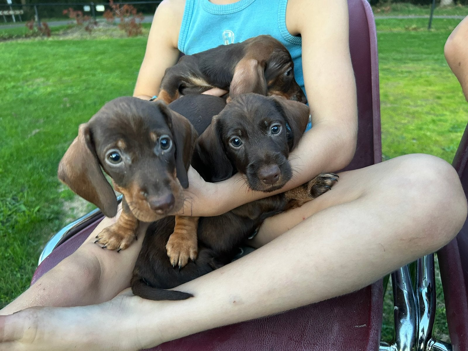 Teckel pups, CDV (hondenziekte), 8 tot 15 weken, Dwerg, Meerdere
