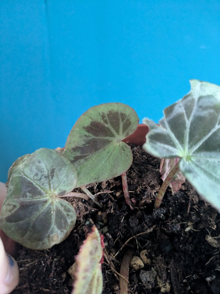 Begonia Burkilii 'Silver Edge' stek, Ophalen of Verzenden, Halfschaduw, Minder dan 100 cm