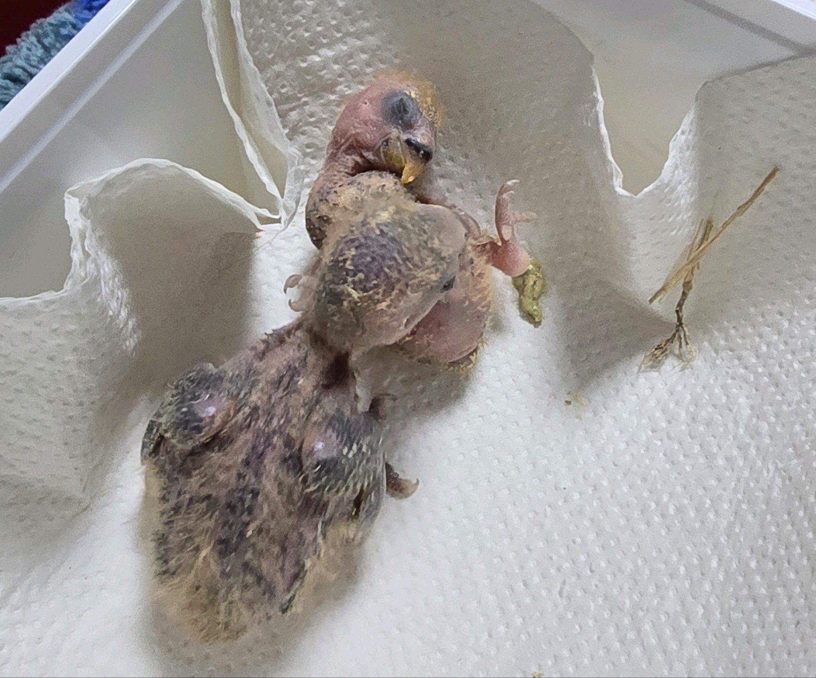 baby dwerg papagaai 2 weken, Meerdere dieren, Dwergpapegaai of Agapornis, Tam