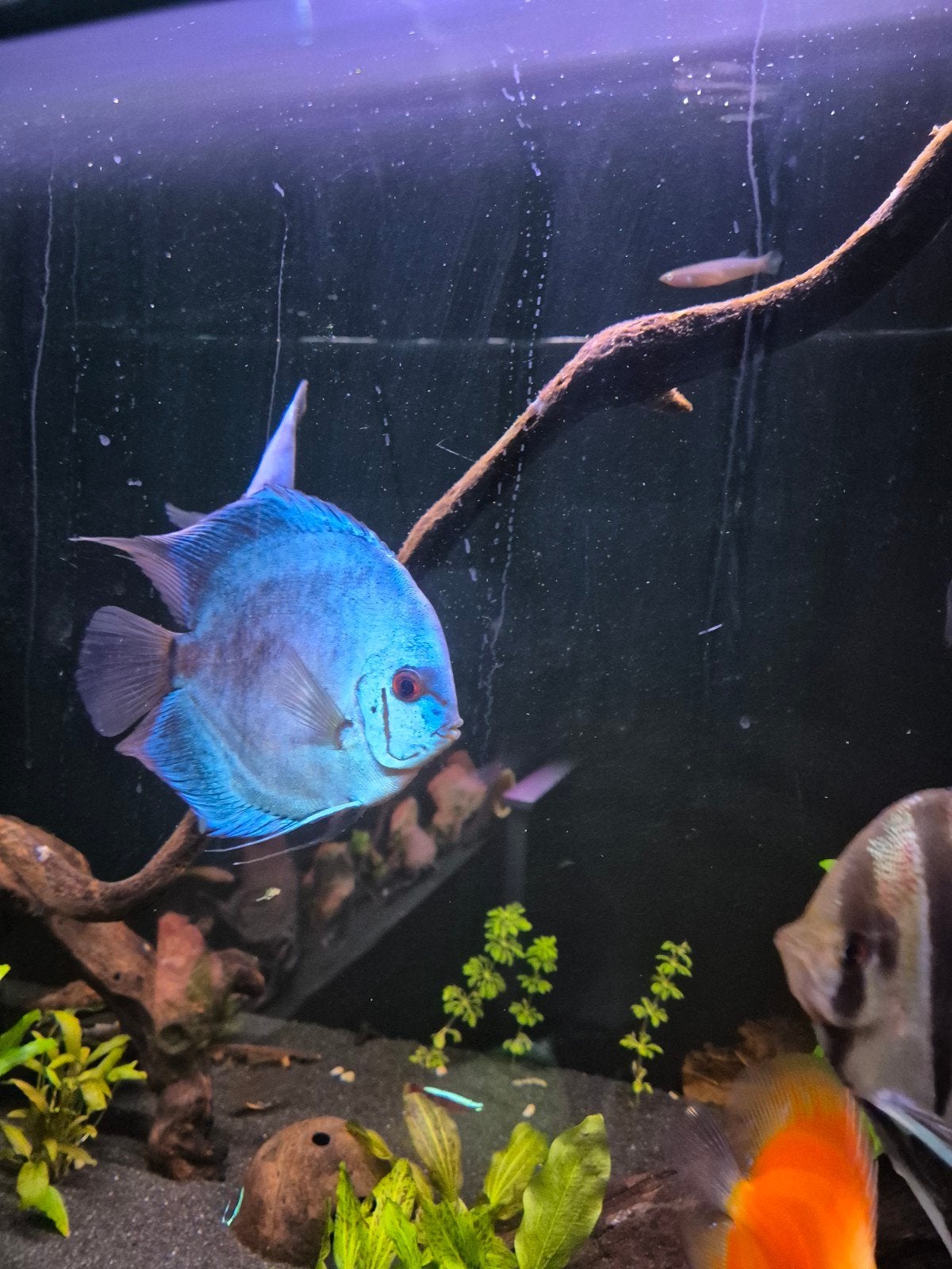 Groep Discusvissen inclusief twee koppels, Dieren en Toebehoren, Vis