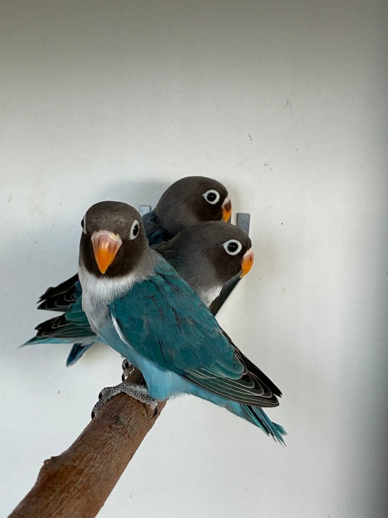 Agapornis Nigrigenis 2026 - Blauw serie, Dieren en Toebehoren, Vogels | Parkieten en Papegaaien, Geslacht onbekend, Dwergpapegaai of Agapornis