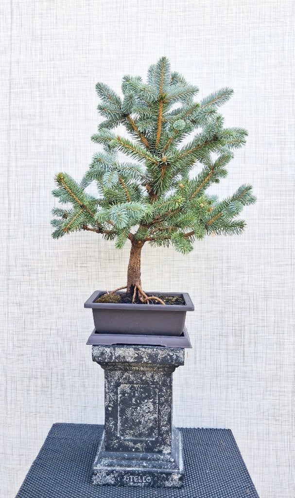 1 Bonsai Blauwspar- Picea Pungens Super Blue, Tuin en Terras, Planten | Bomen, In pot, Bloeit niet, Halfschaduw, Minder dan 100 cm