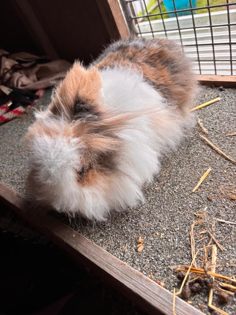 Voedster, Dieren en Toebehoren, Konijnen, Vrouwelijk