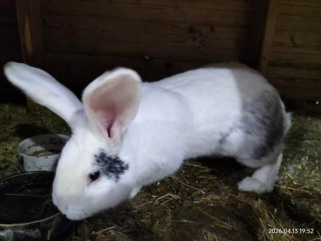 Mooie vlaamse reus ram ter dekking/te koop, Dieren en Toebehoren, Mannelijk, Groot, 0 tot 2 jaar