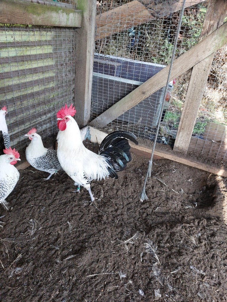 zilverpel kippen, Meerdere dieren, Kip