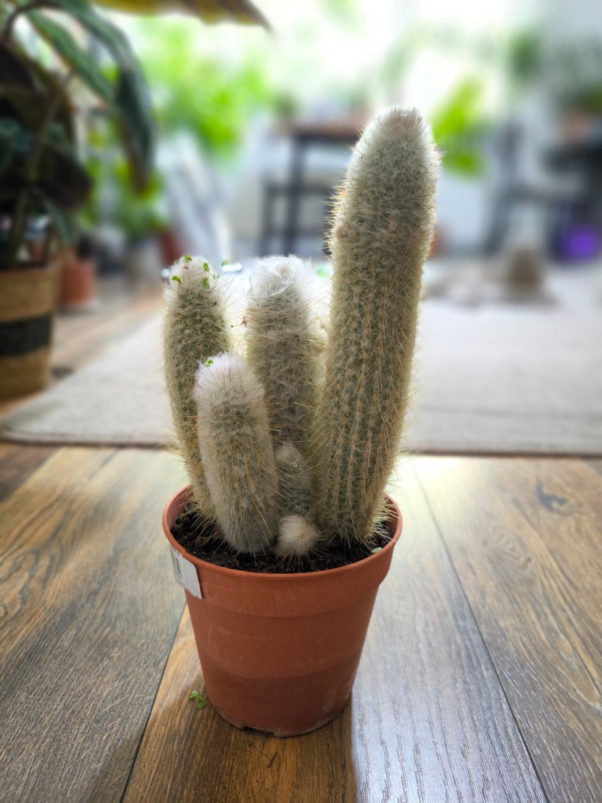 Zilverkaars cactus in pot, Volle zon, Vaste plant, Bloeit niet, Ophalen