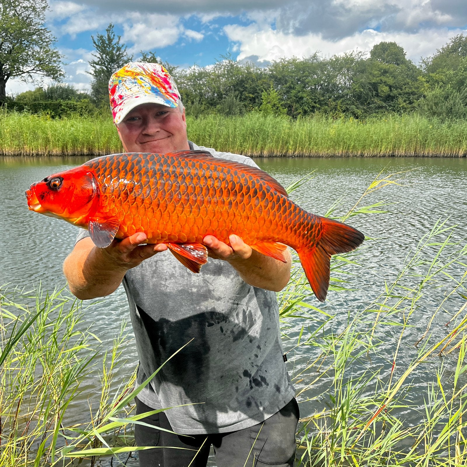 GEVRAAGD: koikarpers, gras- schub- of spiegel-karpers, steur, Dieren en Toebehoren, Karper of Koi