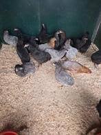 Araucana kippen., Vrouwelijk, Kip