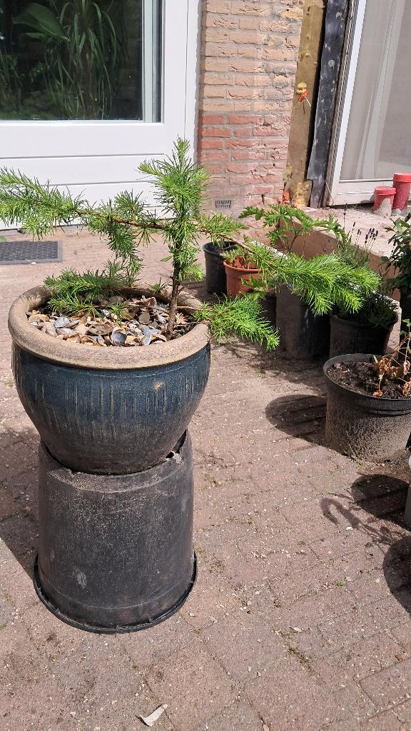 Larix Lork Jonge Bonsai ca  6 jaar oud, Tuin en Terras, Planten | Bomen, Leiboom, Minder dan 100 cm, Volle zon, Bloeit niet, In pot