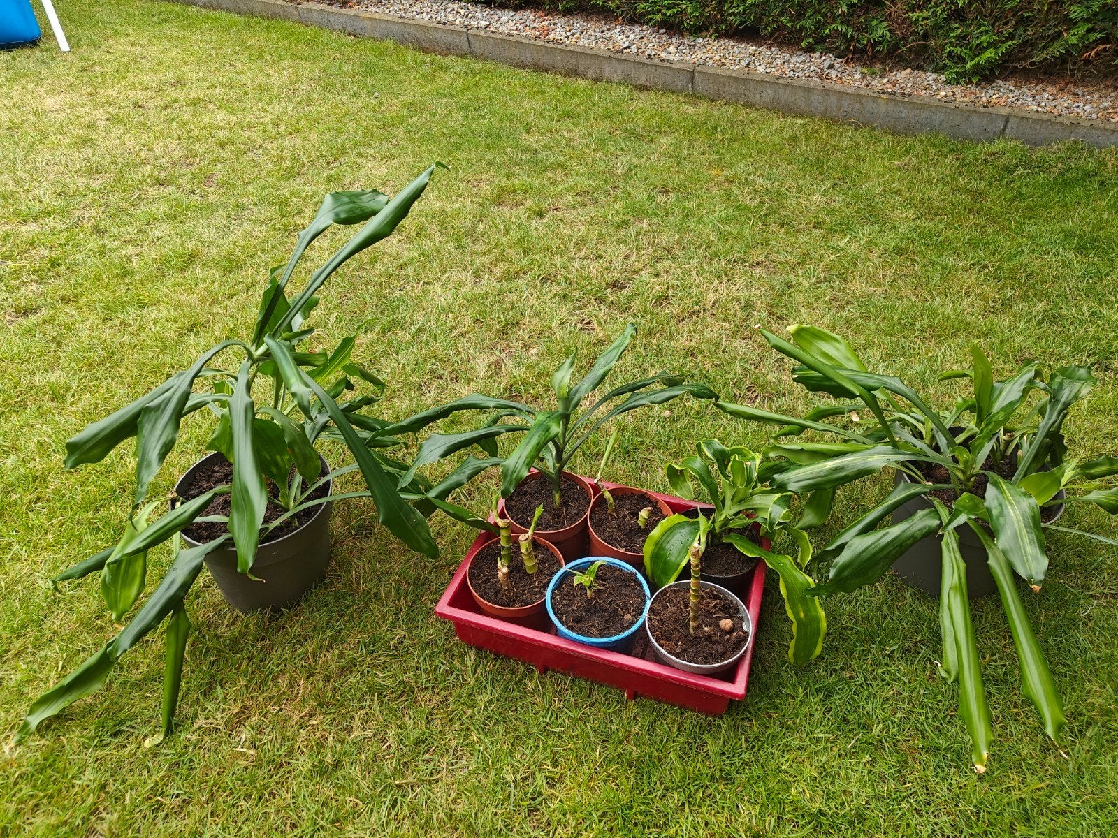 Dracaena stekken, Ophalen of Verzenden