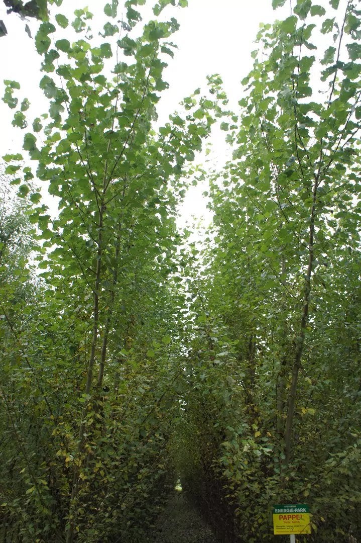 GEZOCHT boompjes (inheems), Tuin en Terras, Ophalen, Volle zon, Overige soorten