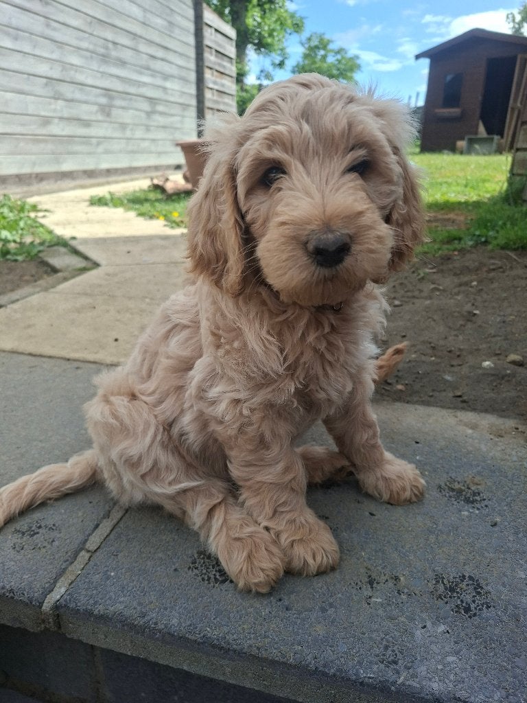 Medium wavy labradoodle, België, Particulier, HCC (leverziekte), Overige rassen