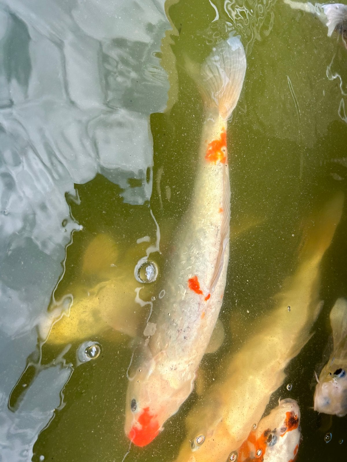 Kohaku koi 30-35cm, Karper of Koi