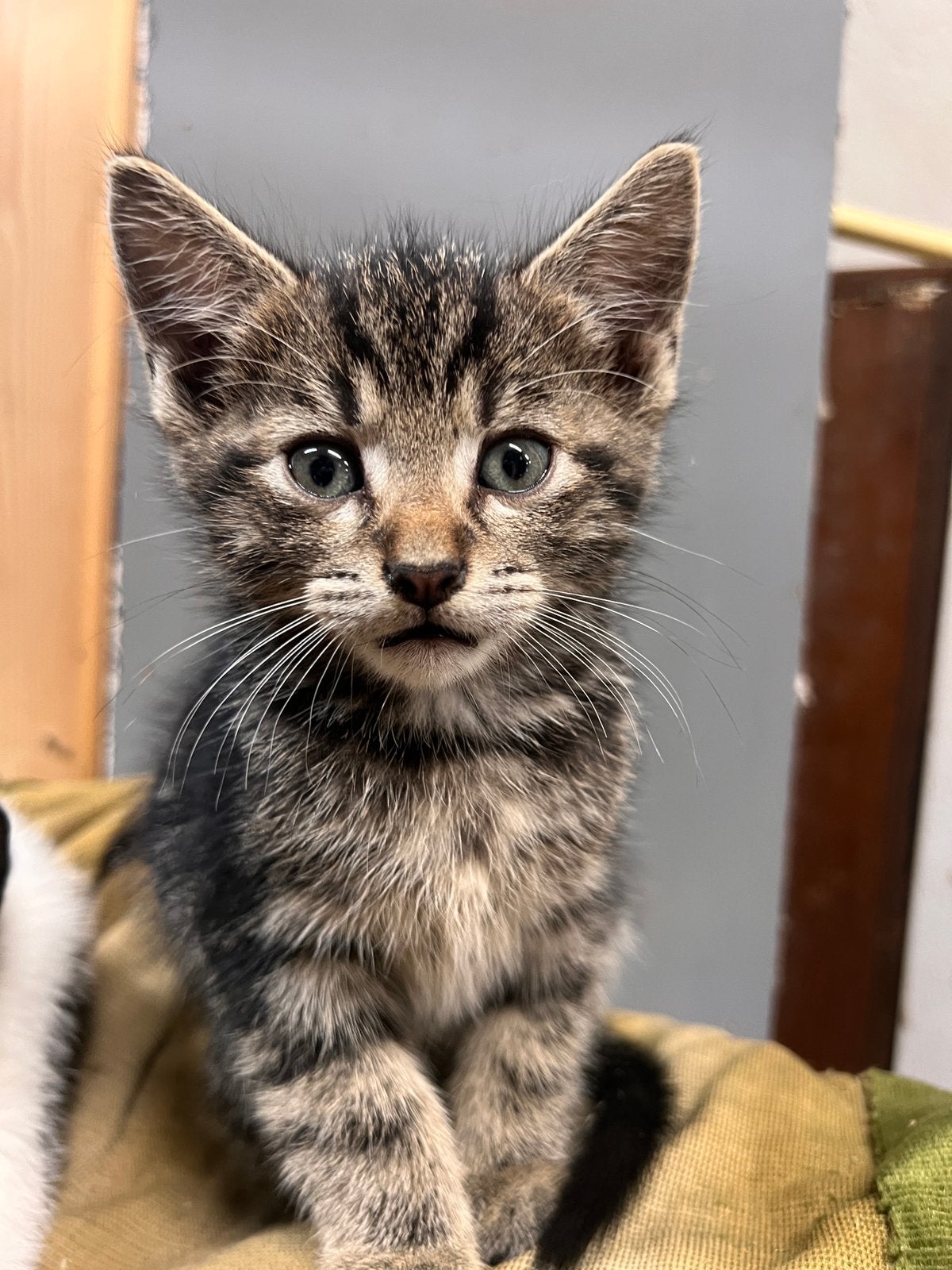 Kittens, Dieren en Toebehoren, Katten en Kittens | Raskatten | Langhaar, Kater