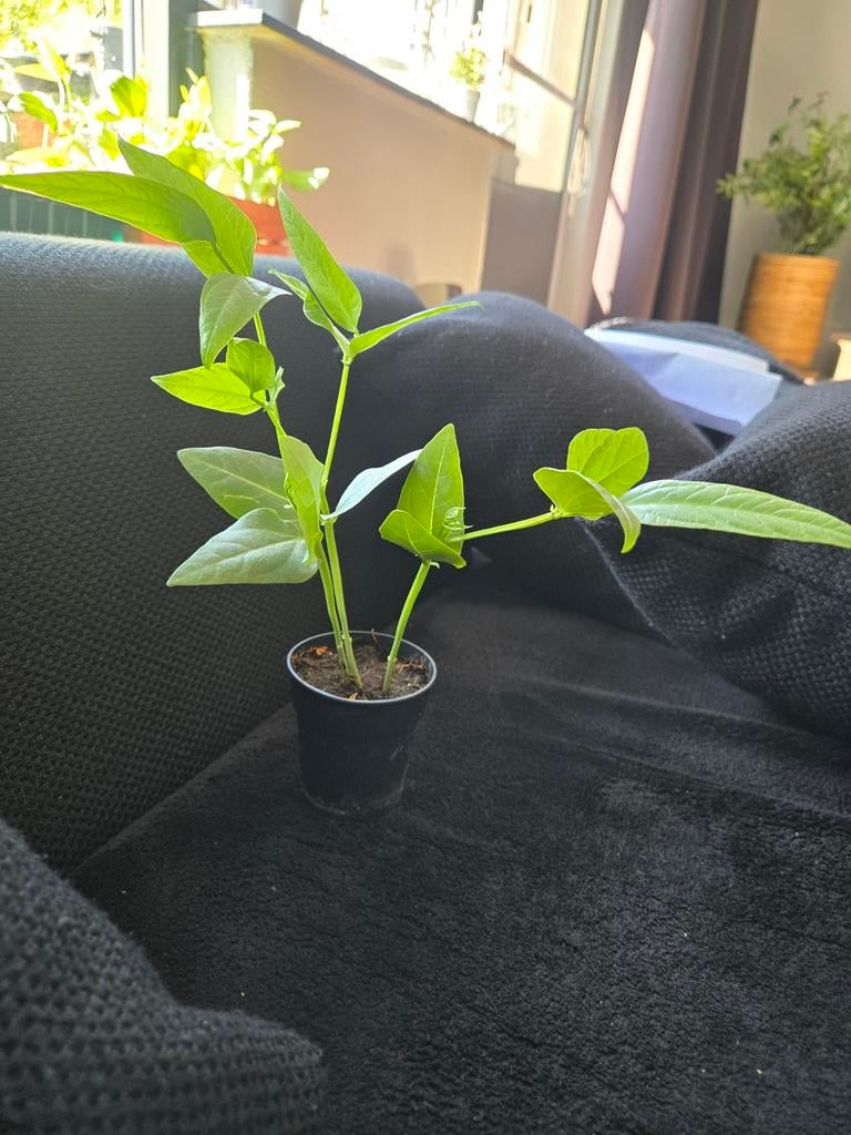 Surinaamse biologische kousenband per potje 3.75, Ophalen of Verzenden, Eenjarig, Groenteplanten, Volle zon