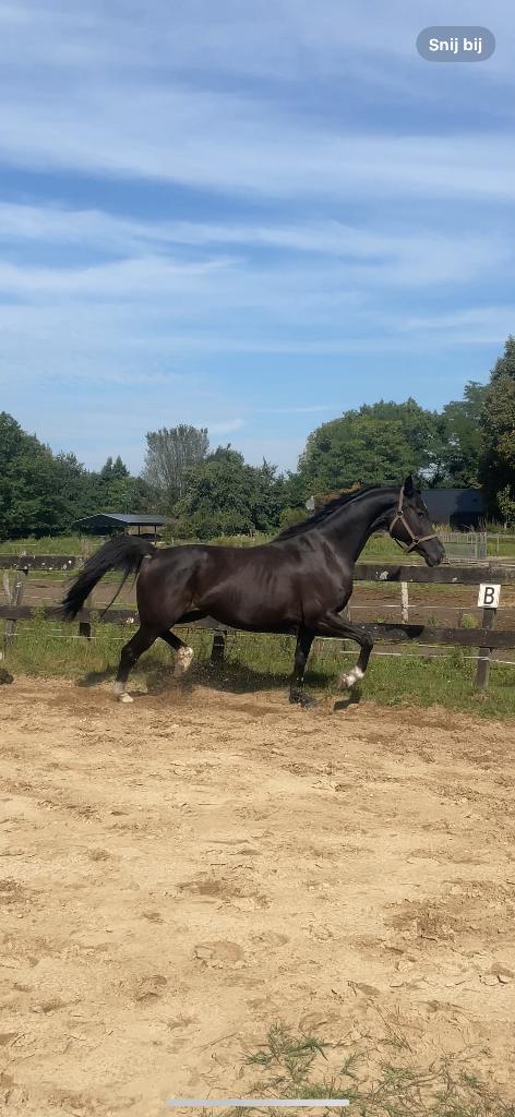 Beeld schone Dante Weltino x Riant merrie en andere paarden., Merrie, Met stamboom, Dressuurpaard, L