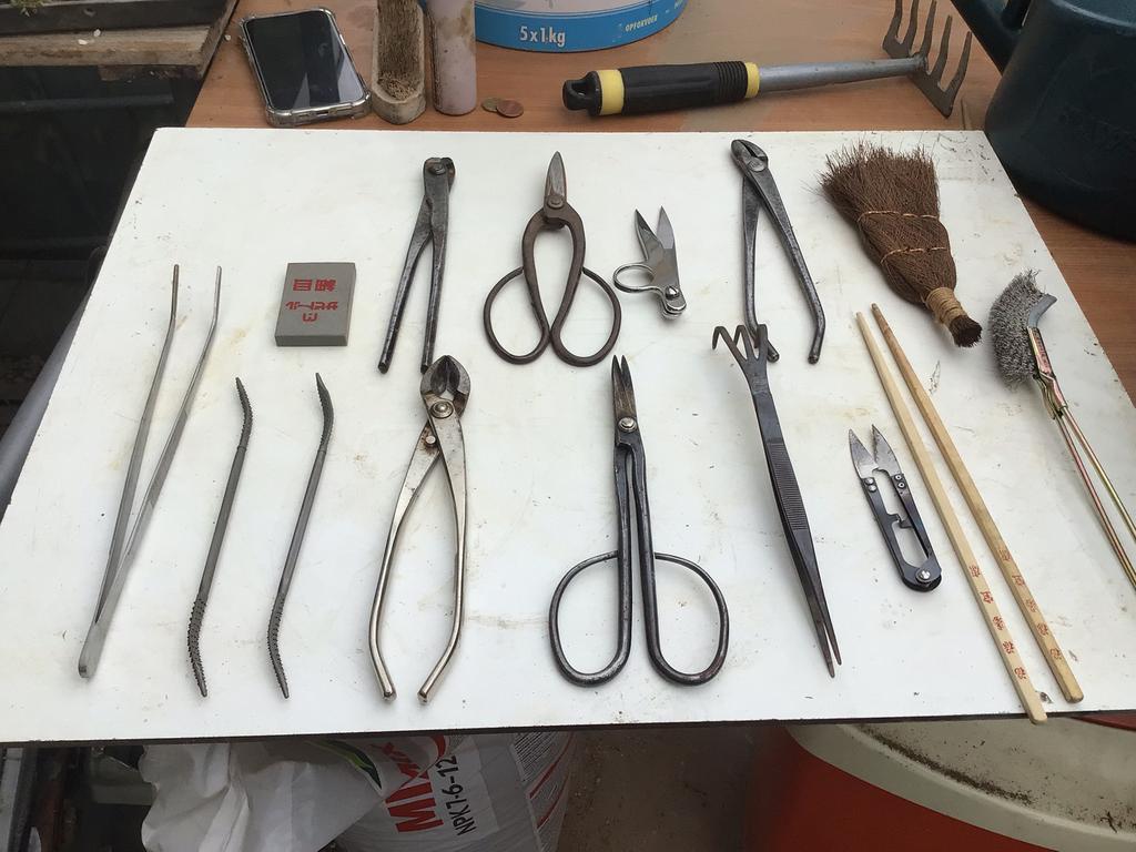 Bonsai materiaal ,, Ophalen, Bloeit niet, Halfschaduw, Overige soorten