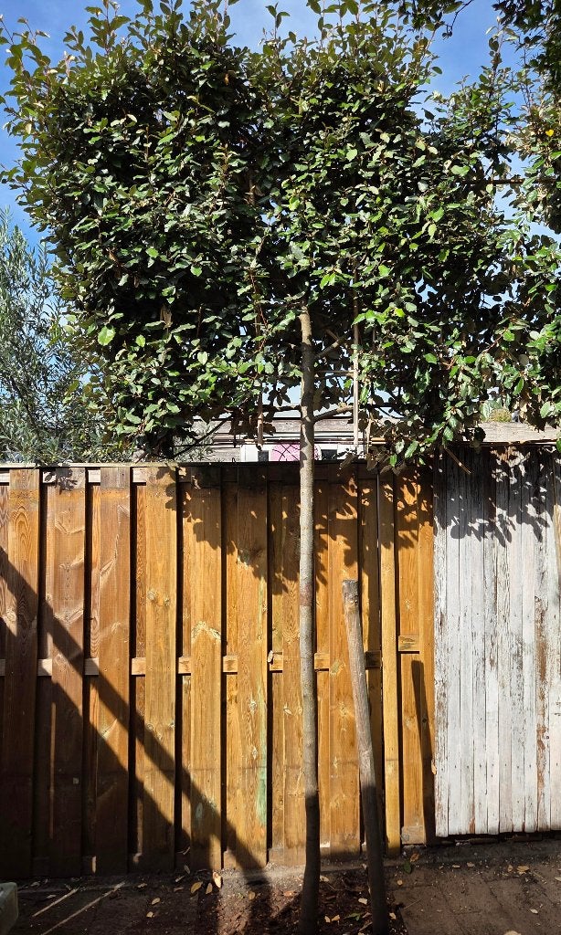Eén volwassen lei-olijfwilg – 320 cm Elaeagnus ebbingei, Tuin en Terras, Herfst, Leiboom, 250 tot 400 cm, Ophalen