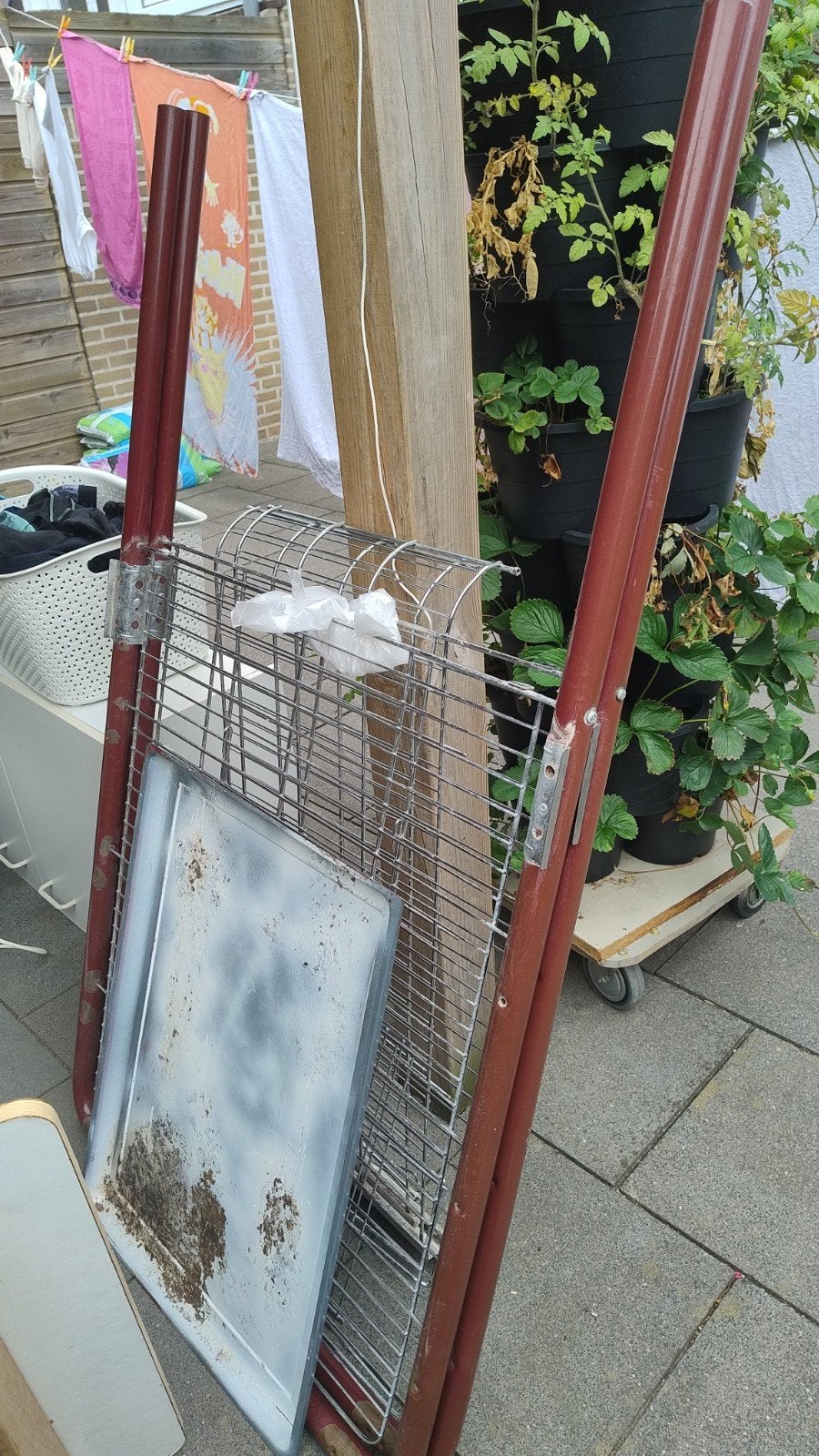 oud ijzer papagaai koi, Ophalen, Gebruikt, Minder dan 80 cm, Minder dan 80 cm