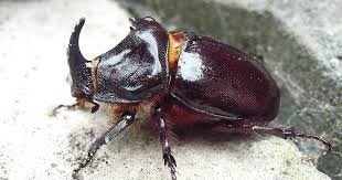Neushoornkever larve l3 stadium 1 stuk €5, Dieren en Toebehoren, Insecten en Spinnen, Mieren