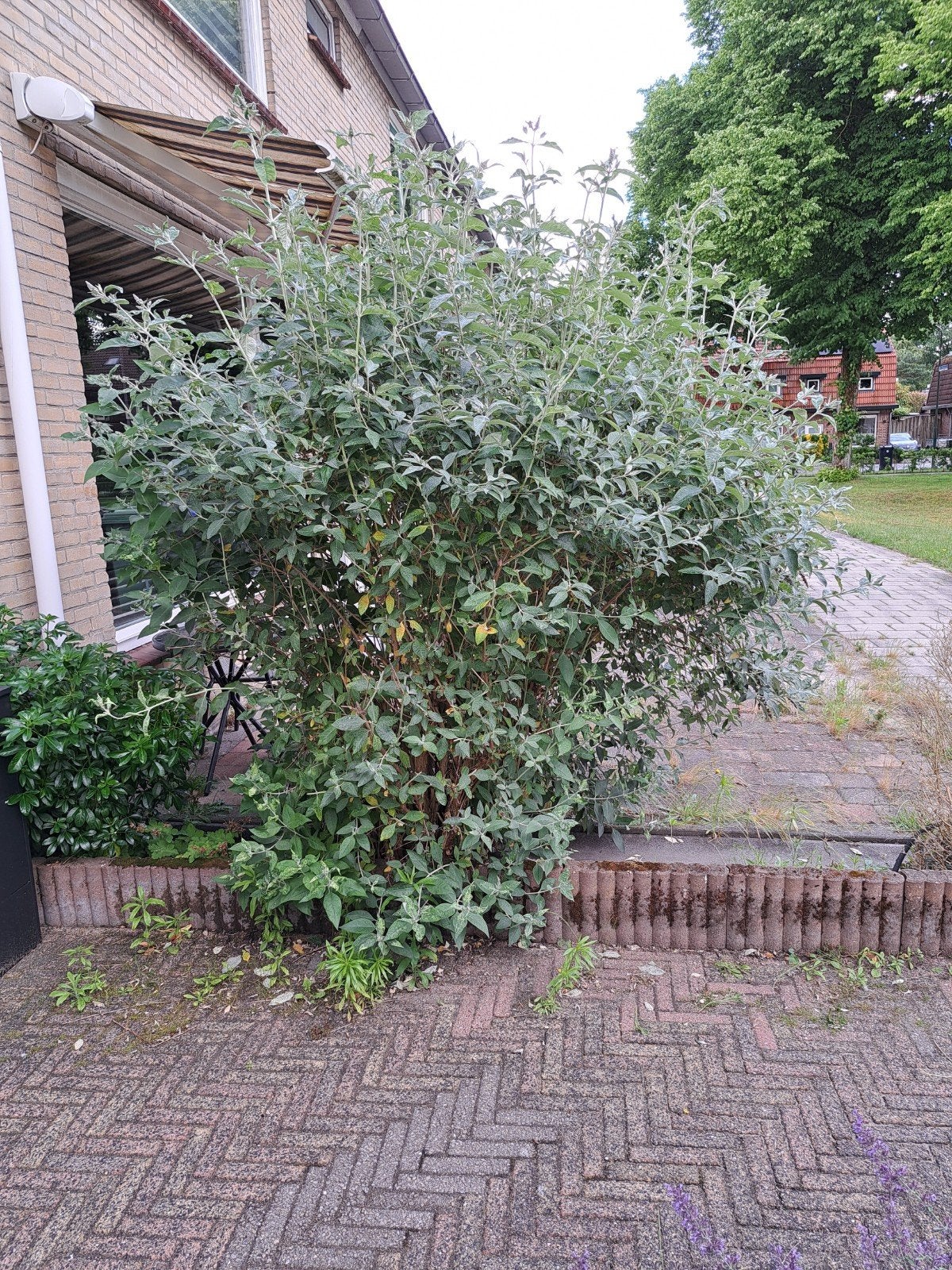 Grote Vlinderstruik (Buddleja), Ophalen, Vlinderstruik, Struik, 250 cm of meer