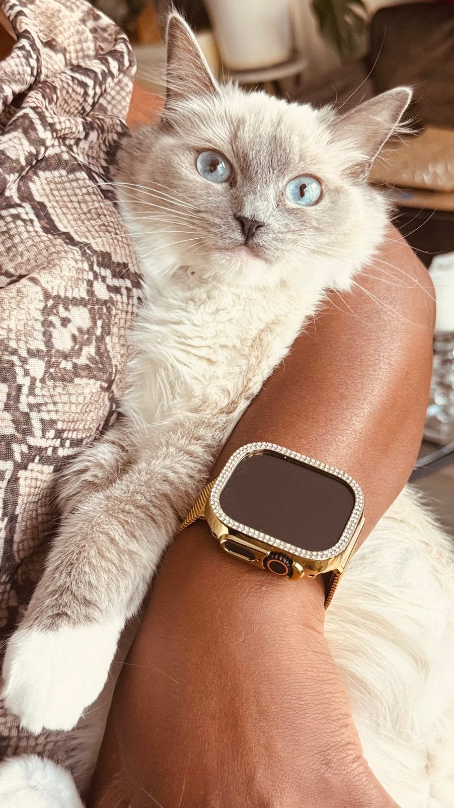 Ragdoll kitten en zelfreinigende kattenbak, Dieren en Toebehoren, Poes