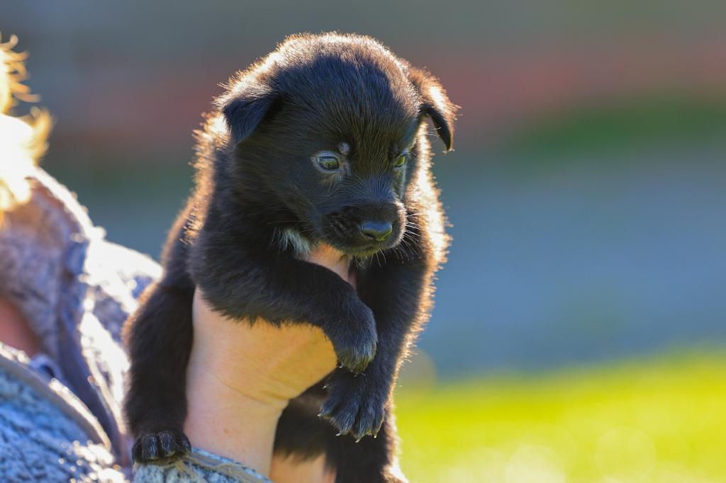 labrador pups/border collie pups KRUISING, Dieren en Toebehoren, Honden | Herdershonden en Veedrijvers, 8 tot 15 weken, Meerdere