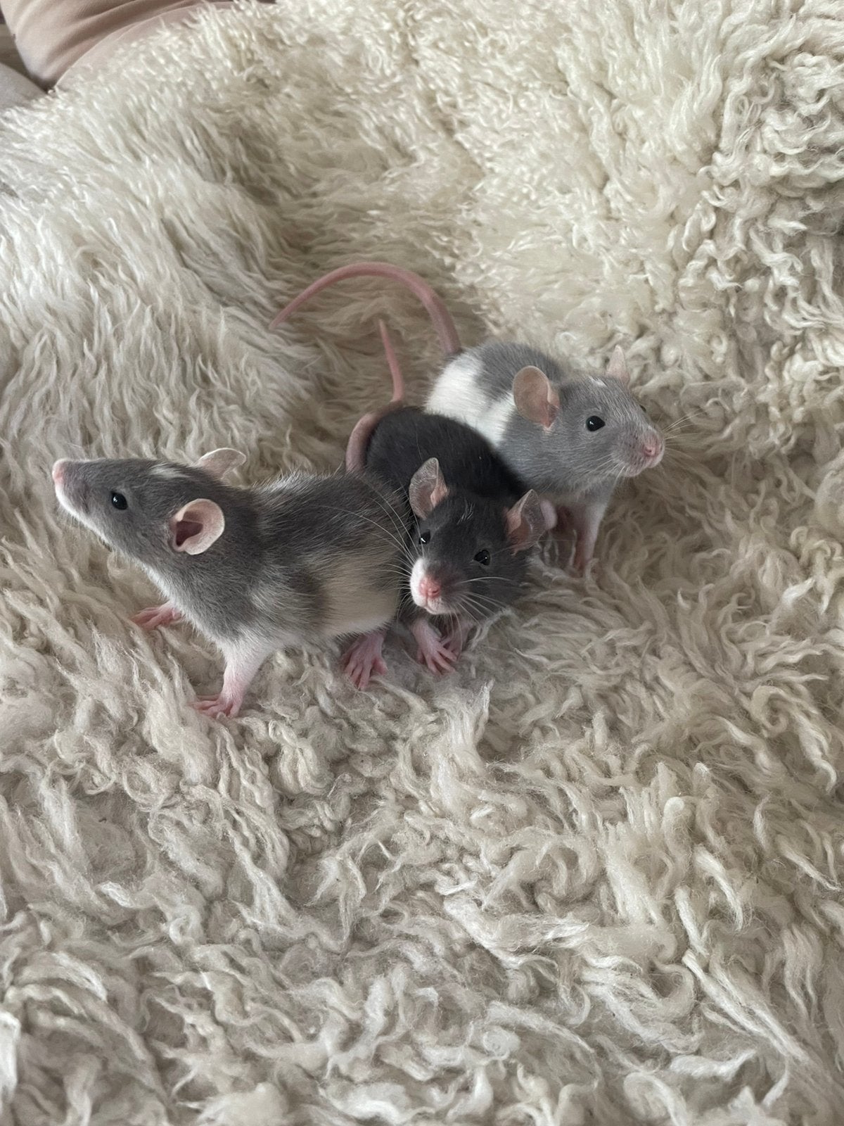 Nog 3 lieve ritten mannetjes zoeken forever home! Zeer lief!, Dieren en Toebehoren, Rat, Mannelijk, Tam, September