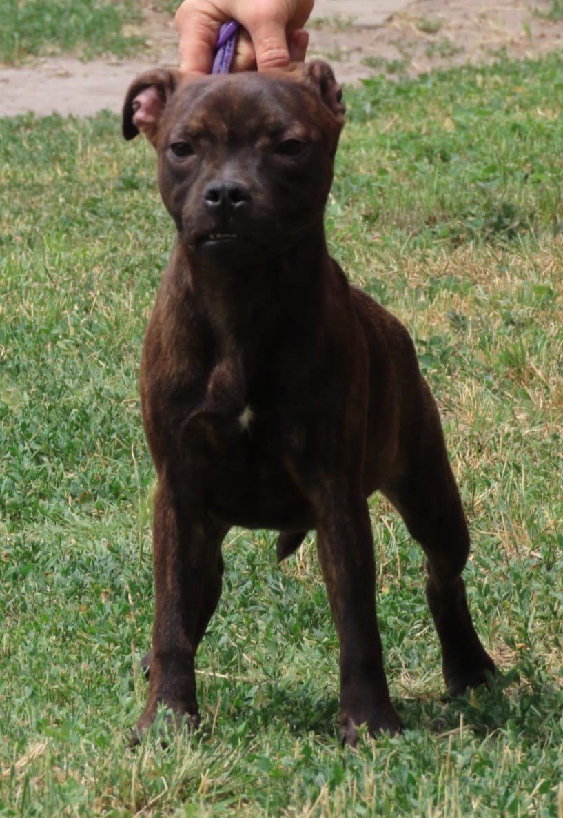 Staffordshire bull terriër reutjes beschikbaar, Particulier, 15 weken tot 1 jaar, Buitenland, Parvo