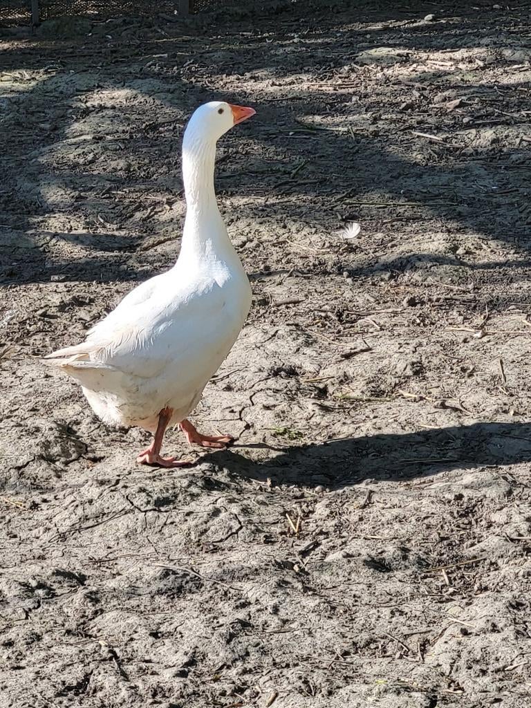 Gans, Dieren en Toebehoren, Vrouwelijk, Gans of Zwaan