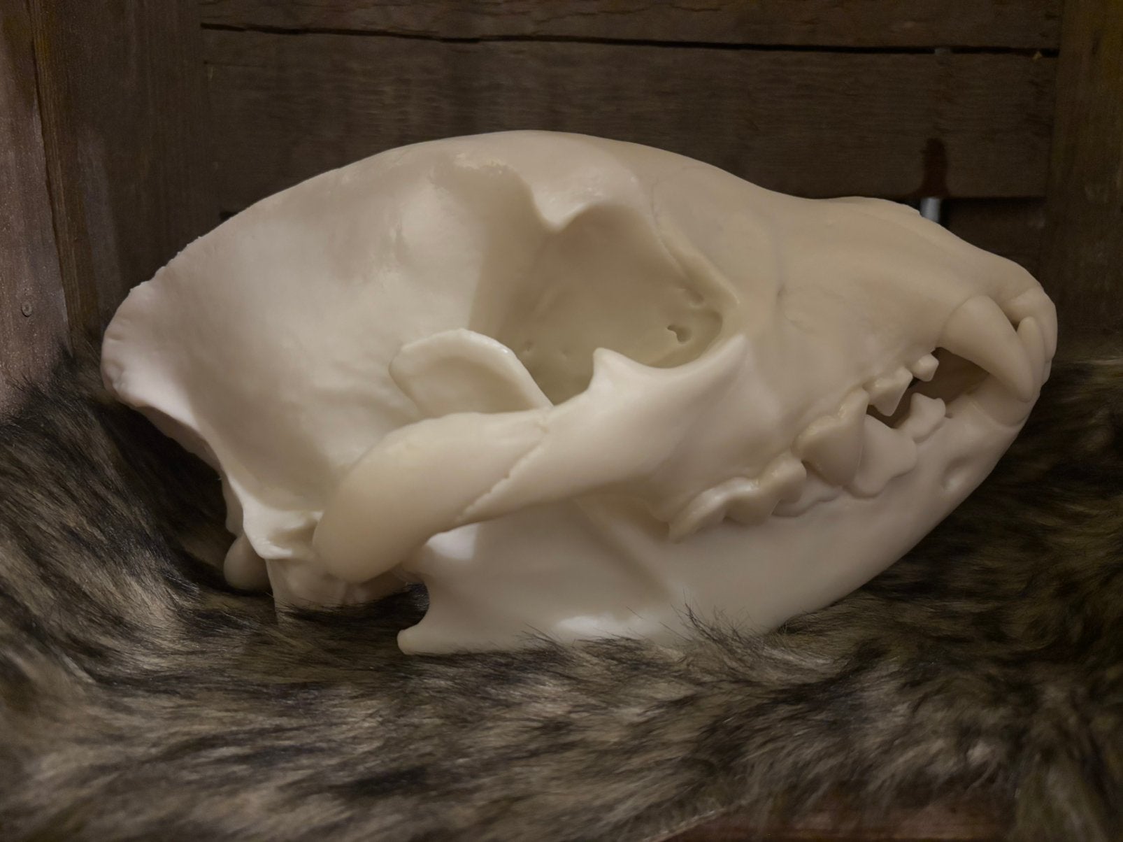 Schedel gevlekte hyena (replica), Ophalen of Verzenden, Zo goed als nieuw, Wild dier, Schedel