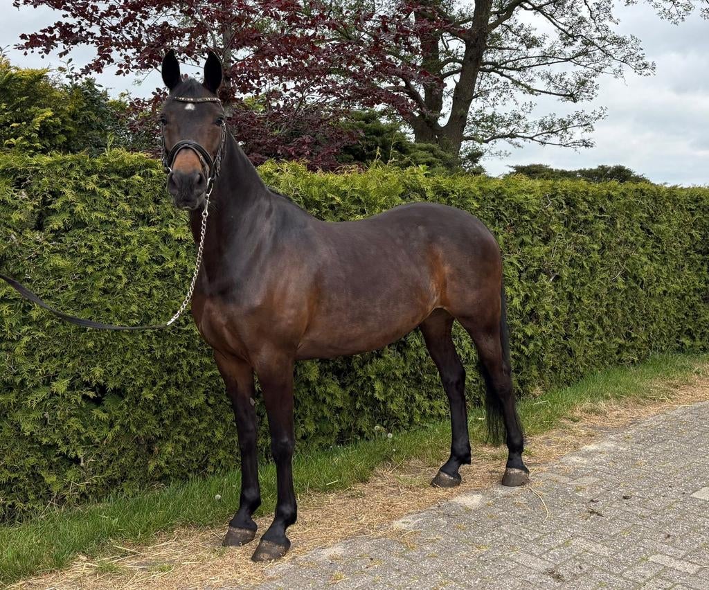Leuke 12 jarige Arabo-Fries, 157cm, Dieren en Toebehoren, Paarden, Merrie, Minder dan 160 cm, Recreatiepaard, 11 jaar of ouder