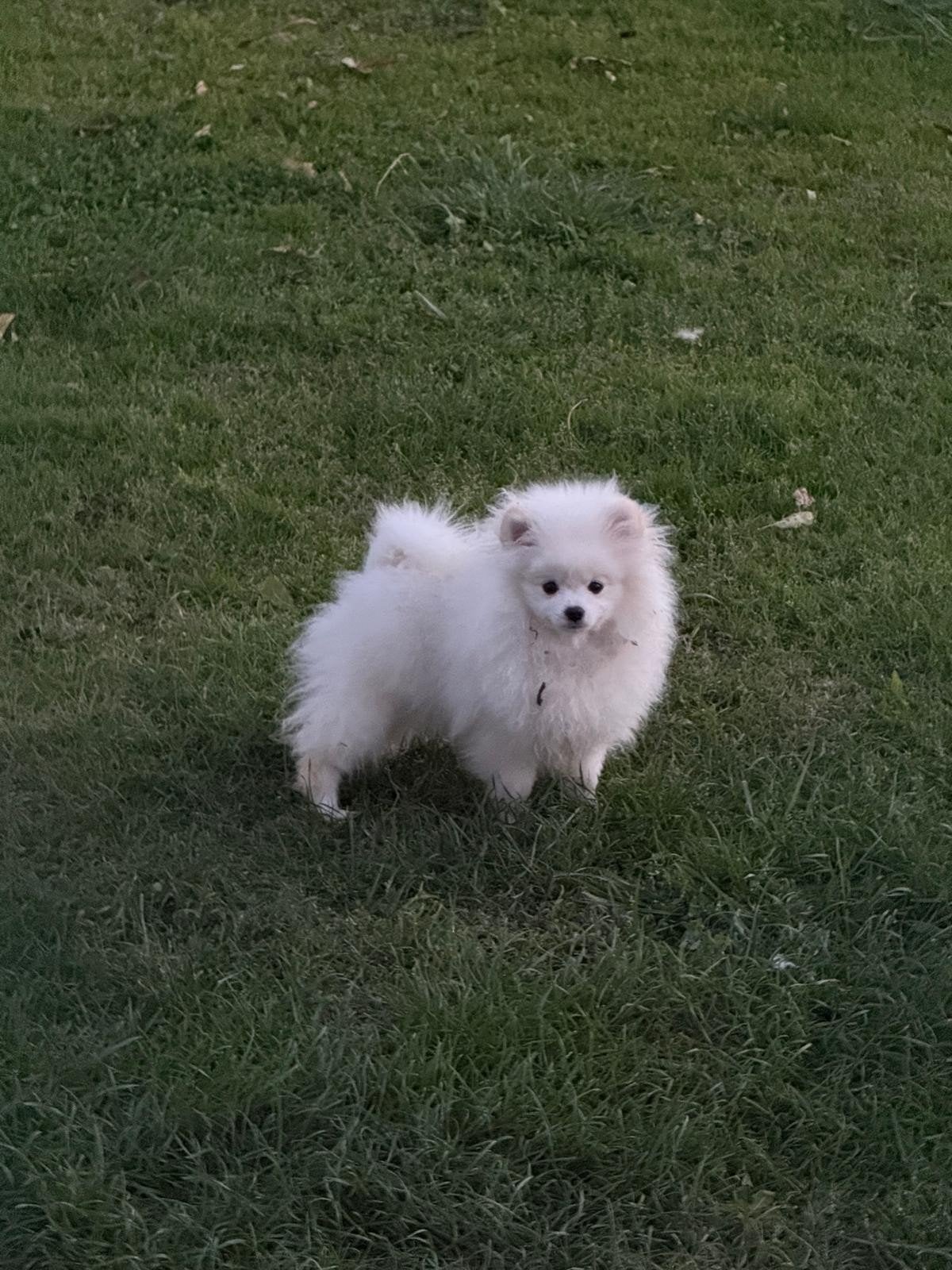 Pomeranian Pomeriaan, Dieren en Toebehoren, Overige rassen, 8 tot 15 weken, Buitenland, Meerdere