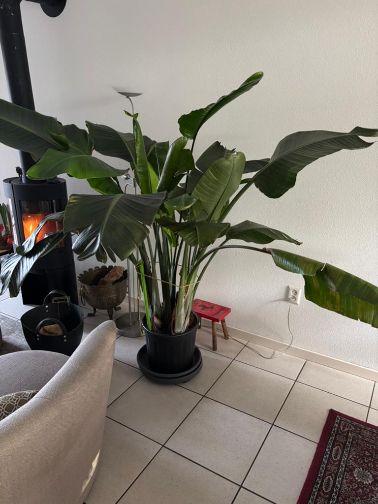 Strelitzia nicolai, Ophalen, Halfschaduw