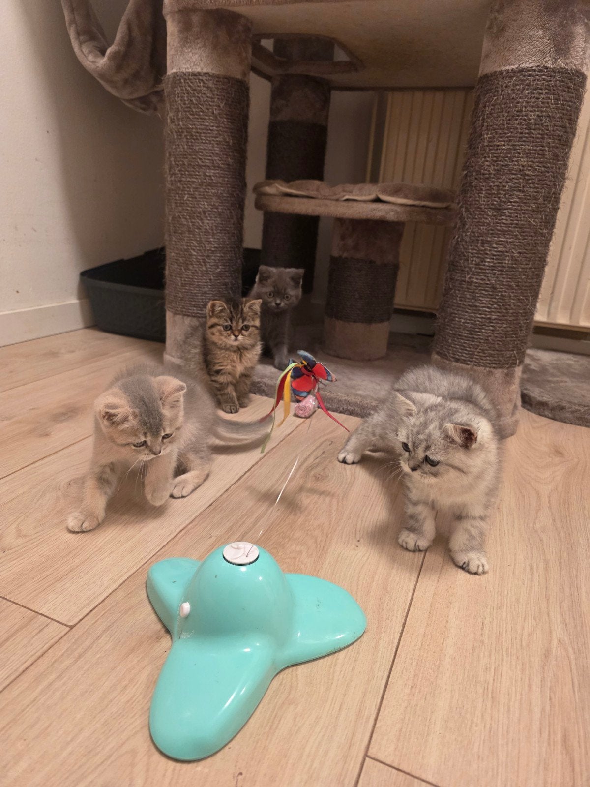 britse korthaar kittens, Meerdere dieren, Ontwormd, 0 tot 2 jaar