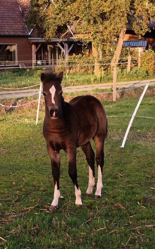 Welsh-A veulens en  Pony's, Met stamboom, Niet van toepassing, 0 tot 2 jaar, A pony (tot 1.17m)
