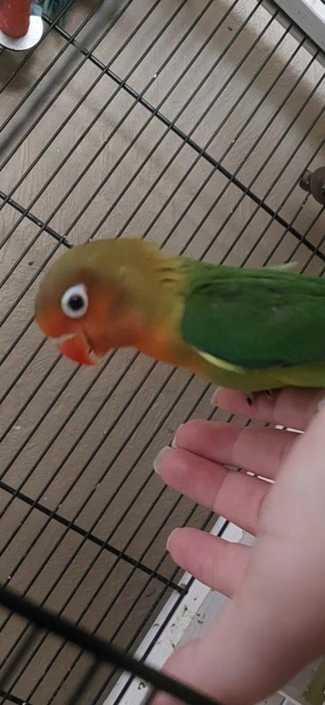 Dwergpapegaai agapornis, Dieren en Toebehoren, Vogels | Parkieten en Papegaaien, Geslacht onbekend, Dwergpapegaai of Agapornis